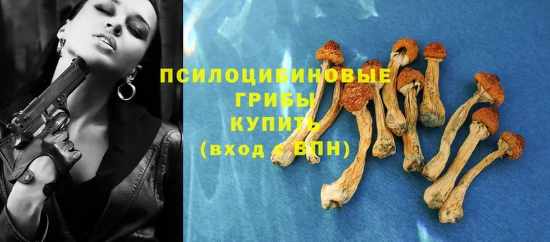 где найти наркотики  Нестеровская  Галлюциногенные грибы Psilocybe 